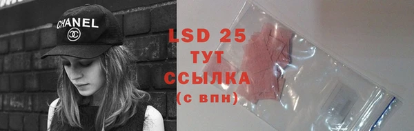 прущие грибы Инта
